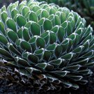 Agave Victoriae-Reginae Royal Agave Succulent Flowering Perennial 20 PCS Seeds