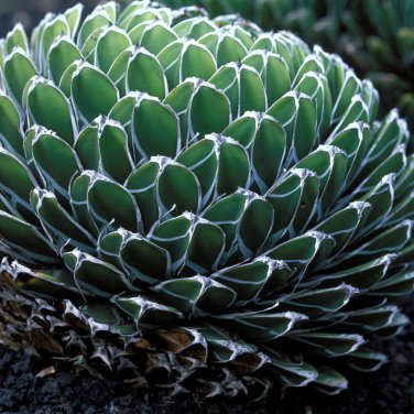 Agave Victoriae-Reginae Royal Agave Succulent Flowering Perennial 20 PCS Seeds