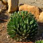 Agave Victoriae-Reginae Royal Agave Succulent Flowering Perennial 20 PCS Seeds