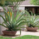 Agave vilmoriniana Succulents Garden Plants 10 PCS Seeds Agave vilmoriniana Succulents Garden Plants 10 PCS Seeds