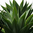 Agave Temacapulinensis Agave Garden Plants 10 PCS Seeds Agave Temacapulinensis Agave Garden Plants 10 PCS Seeds