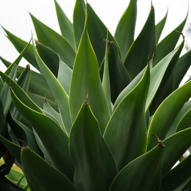 Agave Temacapulinensis Agave Garden Plants 10 PCS Seeds