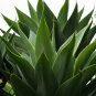 Agave Temacapulinensis Agave Garden Plants 10 PCS Seeds