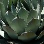 Agave Temacapulinensis Agave Garden Plants 10 PCS Seeds