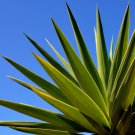 Agave tequilana 10 PCS Seeds Agave tequilana 10 PCS Seeds