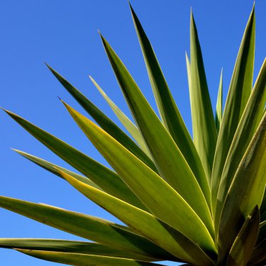 Agave tequilana 10 PCS Seeds