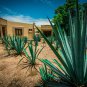 Agave tequilana 10 PCS Seeds