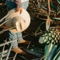Agave tequilana 10 PCS Seeds