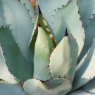 Agave triangularis 'Subintegra' Succulents Garden Plants 10 PCS Seeds