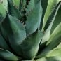 Agave triangularis 'Subintegra' Succulents Garden Plants 10 PCS Seeds