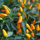 Aji Amarillo Chile 100 PCS Seeds