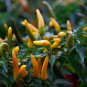 Aji Amarillo Chile 100 PCS Seeds