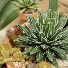 Agave Victoriae Reginae exotic rose succulent aloe hardy plant 10 PCS Seeds