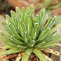 Agave Victoriae Reginae exotic rose succulent aloe hardy plant 10 PCS Seeds