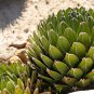Agave Victoriae Reginae exotic rose succulent aloe hardy plant 10 PCS Seeds