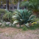 Agave salmiana Garden Plants 10 PCS Seeds