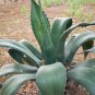 Agave salmiana Garden Plants 10 PCS Seeds
