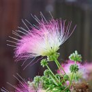Albizia Julibrissin Mimosa Bonsai Persian Pink 10 PCS Seeds Albizia Julibrissin Mimosa Bonsai Persian Pink 10 PCS Seeds