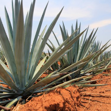 Agave Seemanniana Agave Garden Plants 10 PCS Seeds