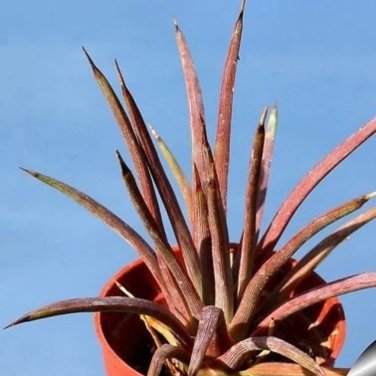 Agave Stricta Rubra Red Hedgehog Agave Perennial Spiny Succulent 10 PCS Seeds