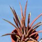 Agave Stricta Rubra Red Hedgehog Agave Perennial Spiny Succulent 10 PCS Seeds