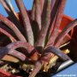 Agave Stricta Rubra Red Hedgehog Agave Perennial Spiny Succulent 10 PCS Seeds