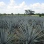 AGAVE Stricta Hedgehog Agave agave 10 PCS Seeds