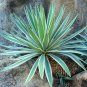 AGAVE Stricta Hedgehog Agave agave 10 PCS Seeds