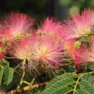 Albizia Julibrissin Mimosa Bonsai Persian Pink Silk Blossoms Tree 100 PCS Seeds Albizia Julibrissin Mimosa Bonsai Persian Pink Silk Blossoms Tree 100 PCS Seeds