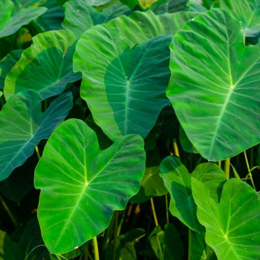 Aglaonema Green Taro 50 PCS Seeds