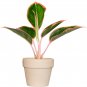 Aglaonema Green Taro 50 PCS Seeds
