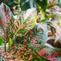 Aglaonema Green Taro 50 PCS Seeds