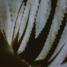 Agave mckelveyana Succulents Garden Plants 10 PCS Seeds Agave mckelveyana Succulents Garden Plants 10 PCS Seeds