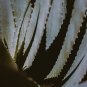 Agave mckelveyana Succulents Garden Plants 10 PCS Seeds