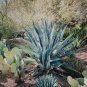 Agave mckelveyana Succulents Garden Plants 10 PCS Seeds