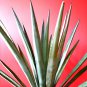Agave mckelveyana Succulents Garden Plants 10 PCS Seeds