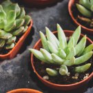 AGAVE Mix Century Plant Many Unique Succulent Plant Species 20 PCS Seeds AGAVE Mix Century Plant Many Unique Succulent Plant Species 20 PCS Seeds