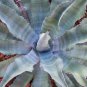AGAVE Mix Century Plant Many Unique Succulent Plant Species 20 PCS Seeds