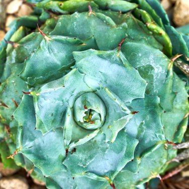 Agave potatorum Succulent Garden Plants 10 PCS Seeds
