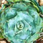 Agave potatorum Succulent Garden Plants 10 PCS Seeds