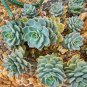 Agave potatorum Succulent Garden Plants 10 PCS Seeds