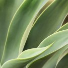 Agave Macroacantha Schwarzstachel Leaves Succulent plant 10 PCS Seeds