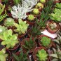 Agave Macroacantha Schwarzstachel Leaves Succulent plant 10 PCS Seeds