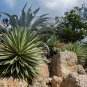 Agave Macroacantha Schwarzstachel Leaves Succulent plant 10 PCS Seeds