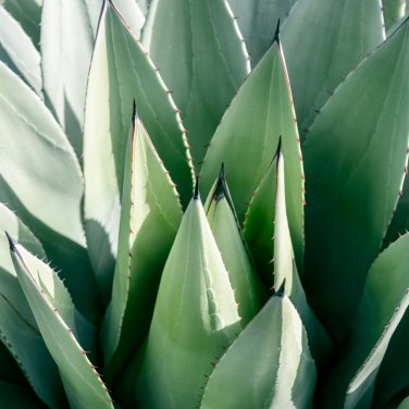 AGAVE impressa Succulents Garden Plants 10 PCS Seeds