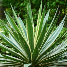 Agave Maximiliana Agave Garden Plants 10 PCS Seeds