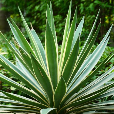 Agave Maximiliana Agave Garden Plants 10 PCS Seeds
