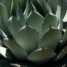 Agave Gypsophila Leaves Wavy Twisted Plants 10 PCS Seeds Agave Gypsophila Leaves Wavy Twisted Plants 10 PCS Seeds