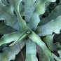 Agave Gypsophila Leaves Wavy Twisted Plants 10 PCS Seeds