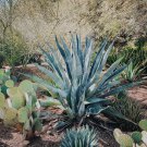Agave inaequidens subsp inaequidens Succulents Garden Plants 10 PCS Seeds Agave inaequidens subsp inaequidens Succulents Garden Plants 10 PCS Seeds